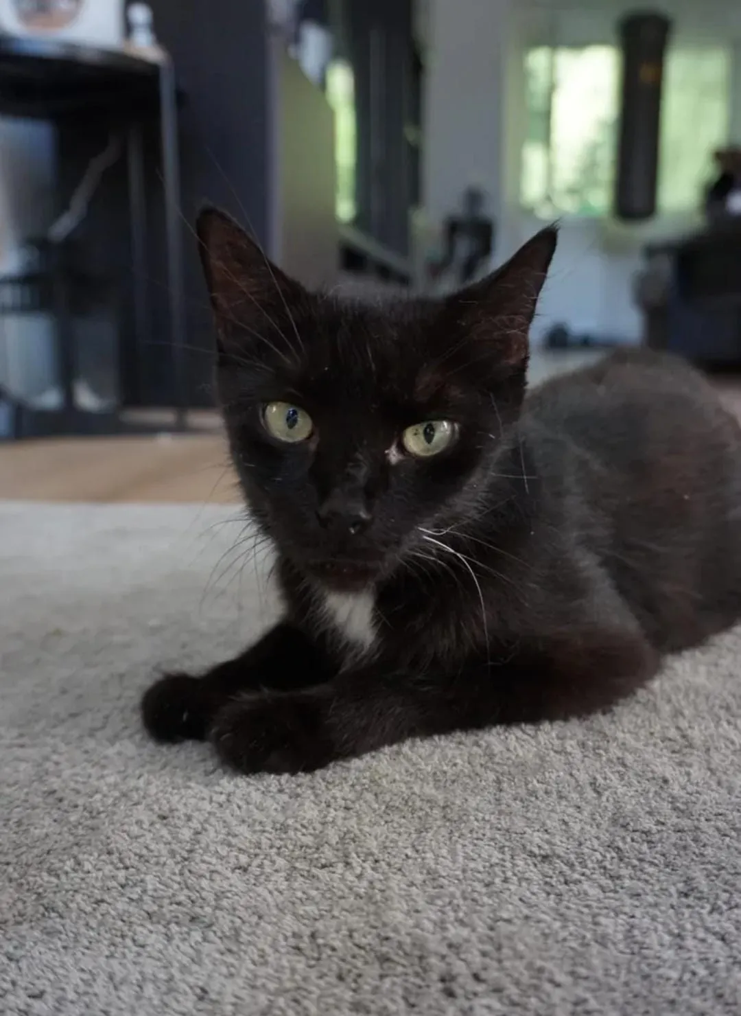 Katzenmama, Foto 1 von 1